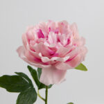 60cm Real-Touch Lydia Peony Stem