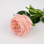 60cm Real-Touch Austin Rose Stem