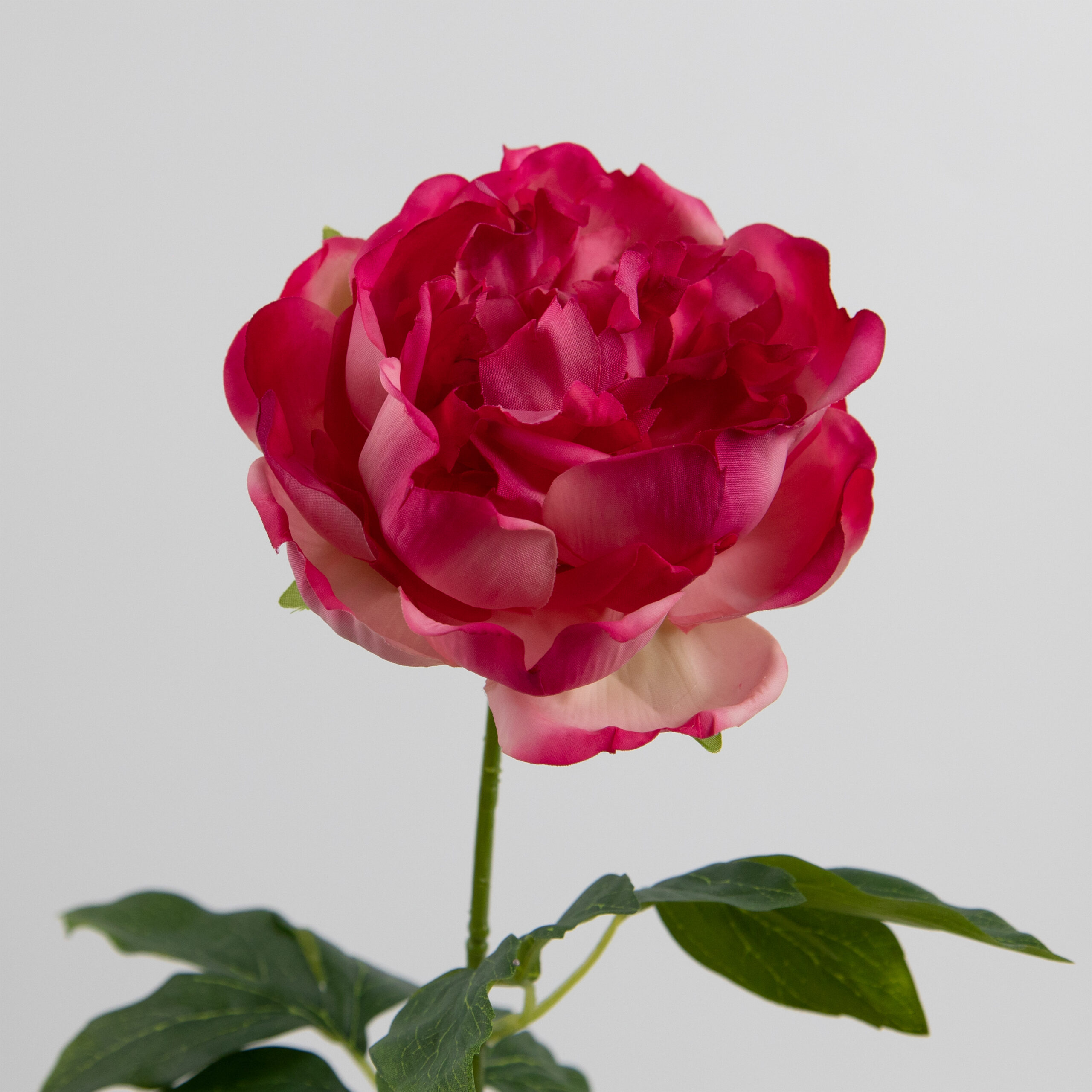 60cm Real-Touch Lydia Peony Stem