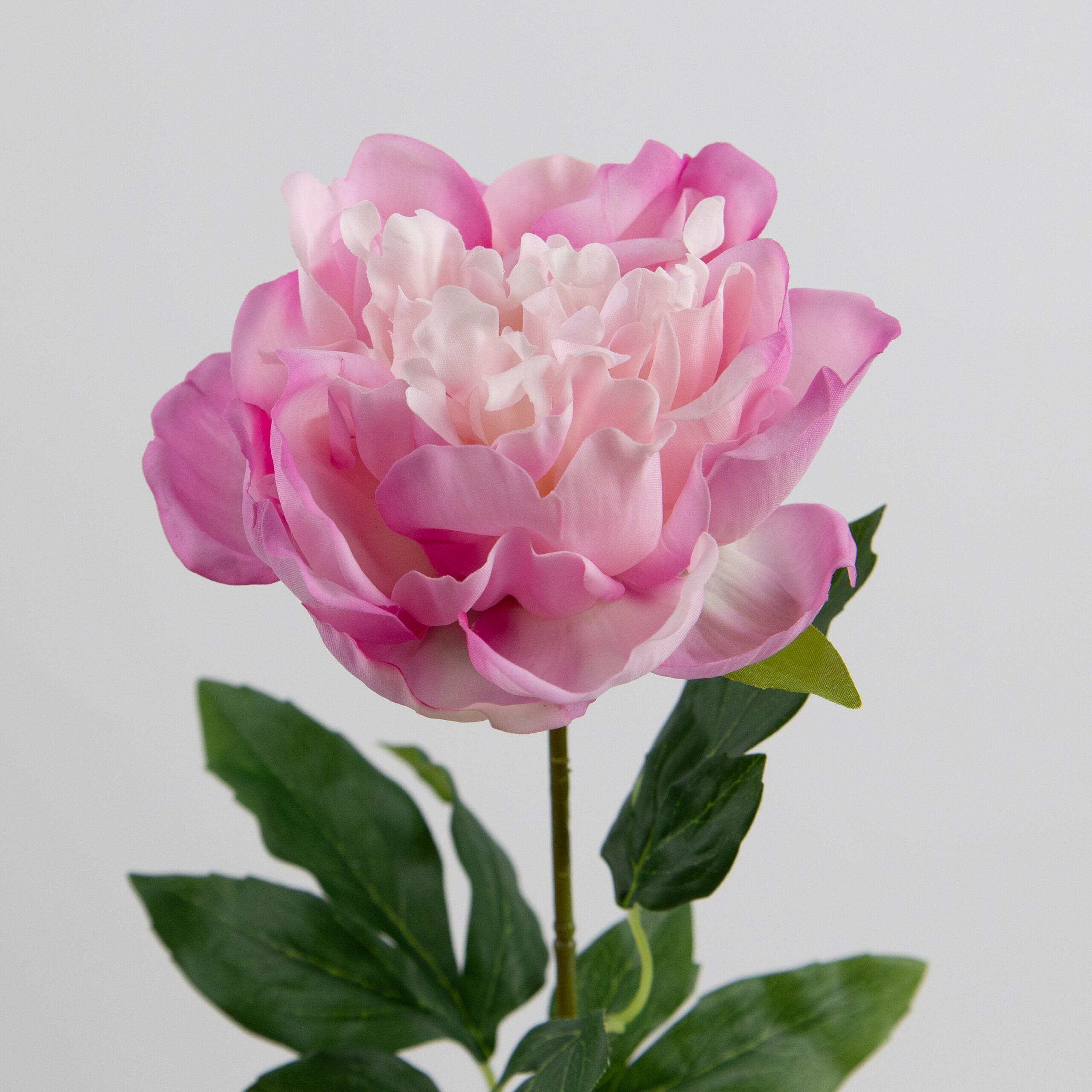 60cm Real-Touch Lydia Peony Stem