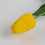 45cm Real-Touch Debby Tulip Stem