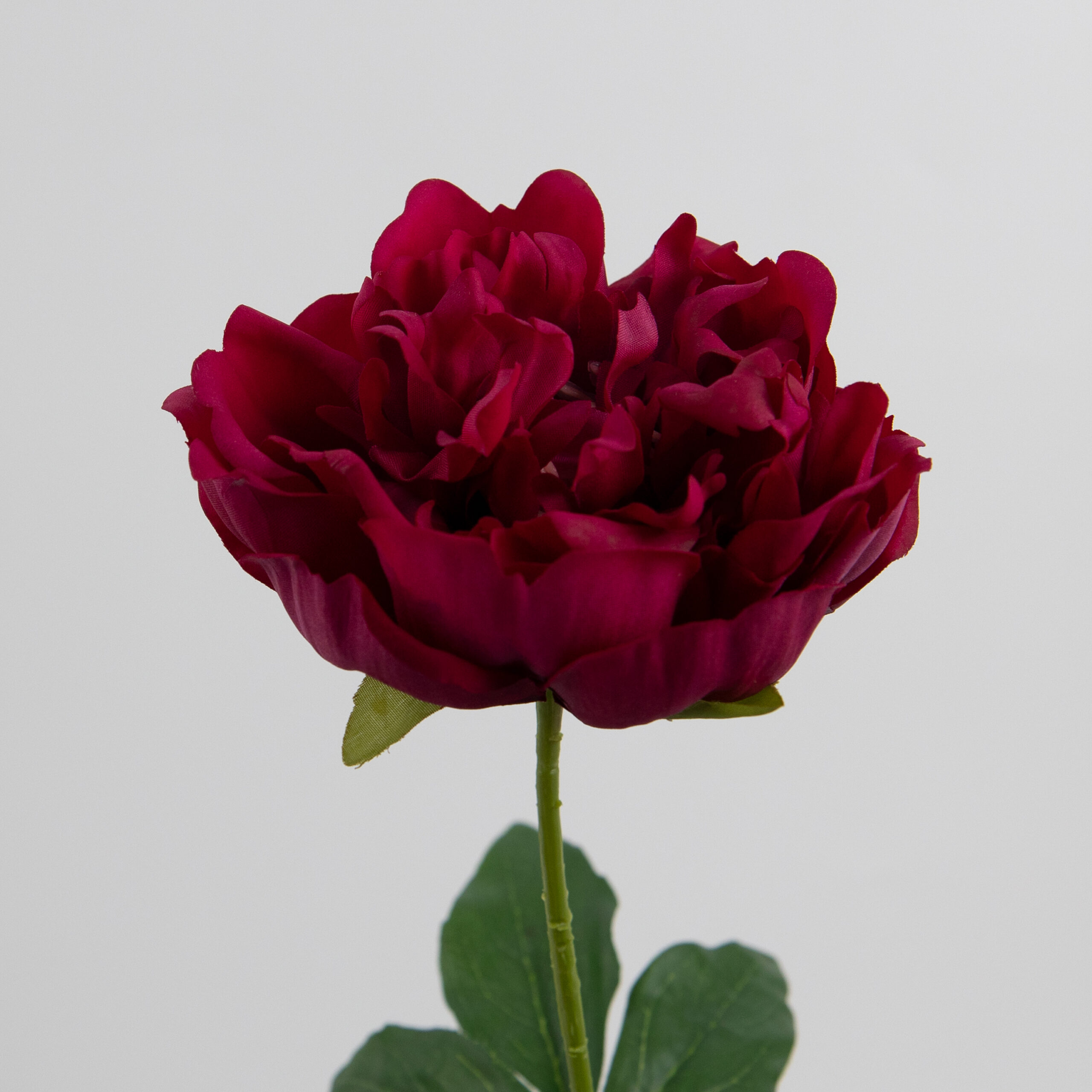 60cm Real-Touch Lydia Peony Stem