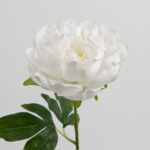60cm Real-Touch Lydia Peony Stem