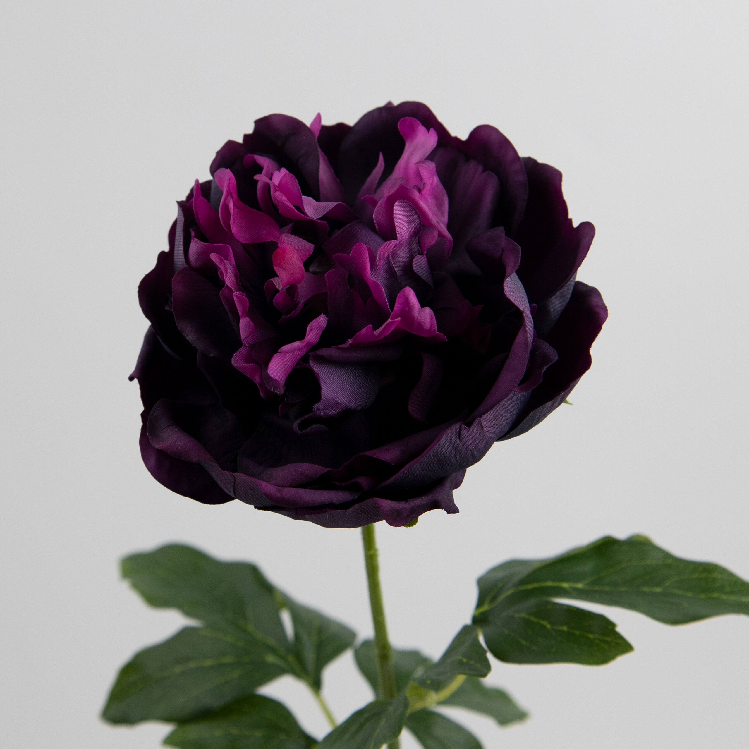 60cm Real-Touch Lydia Peony Stem