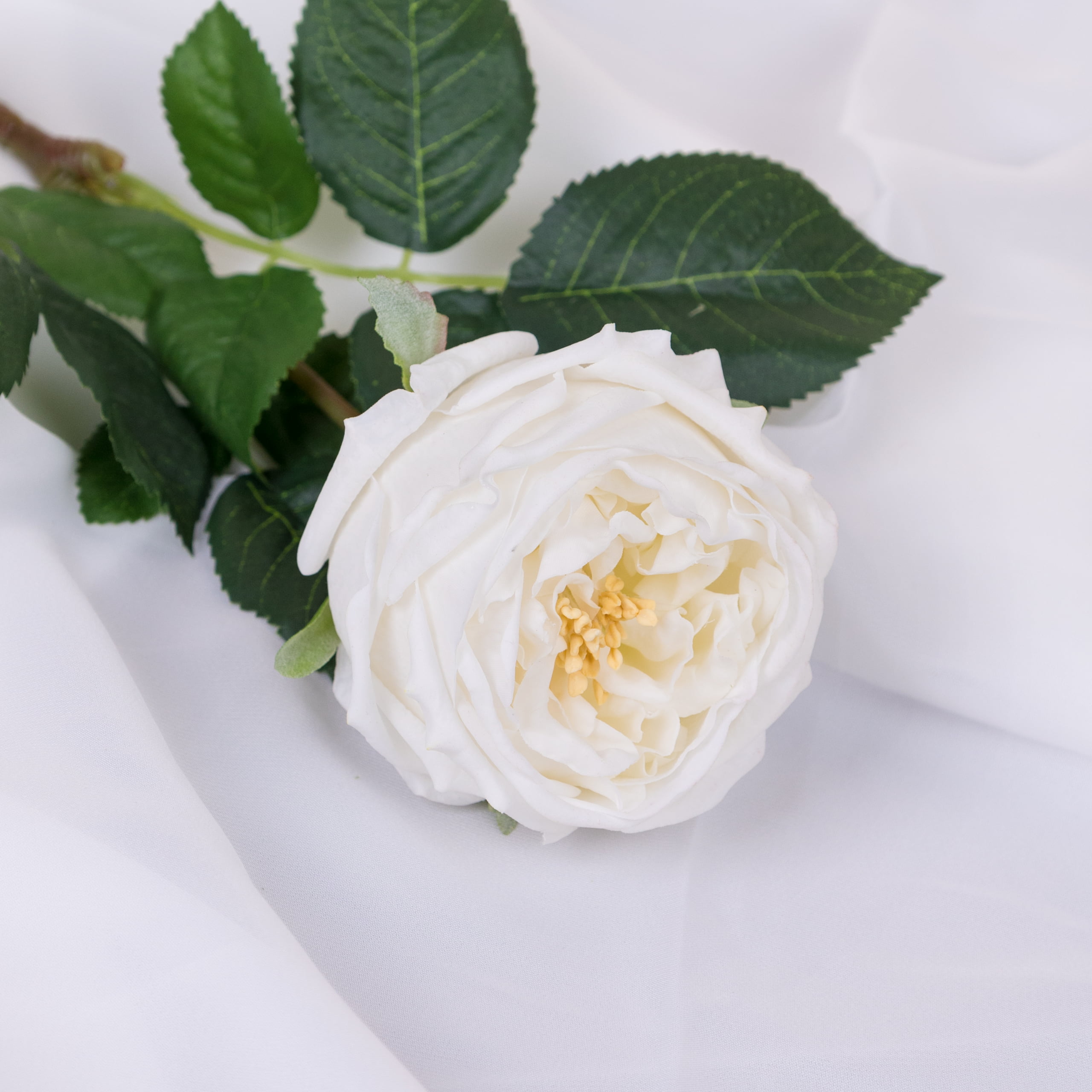 61cm Real-Touch Austin Rose
