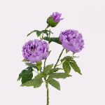 80cm Real-Touch 3 Heads Lydia Peony Spray