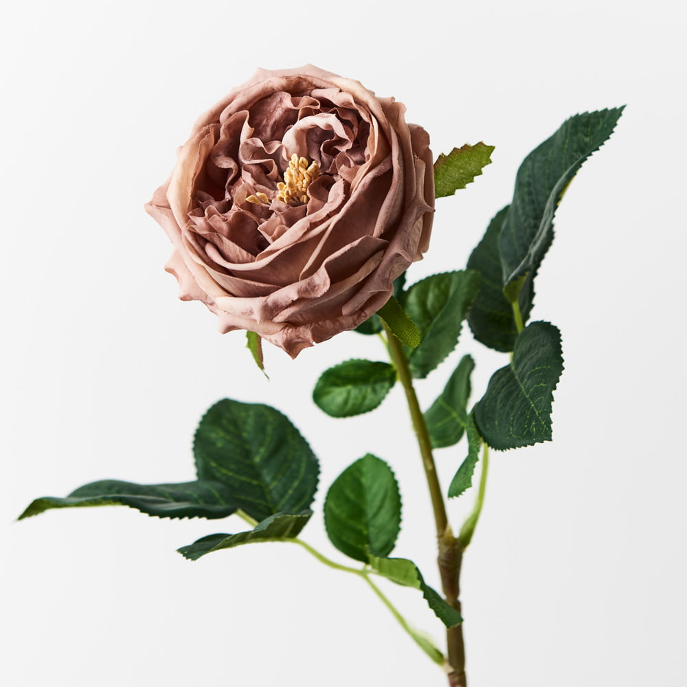 60cm Real-Touch Austin Rose Stem