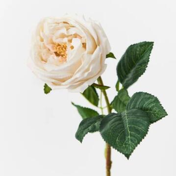 60cm Real-Touch Austin Rose Stem