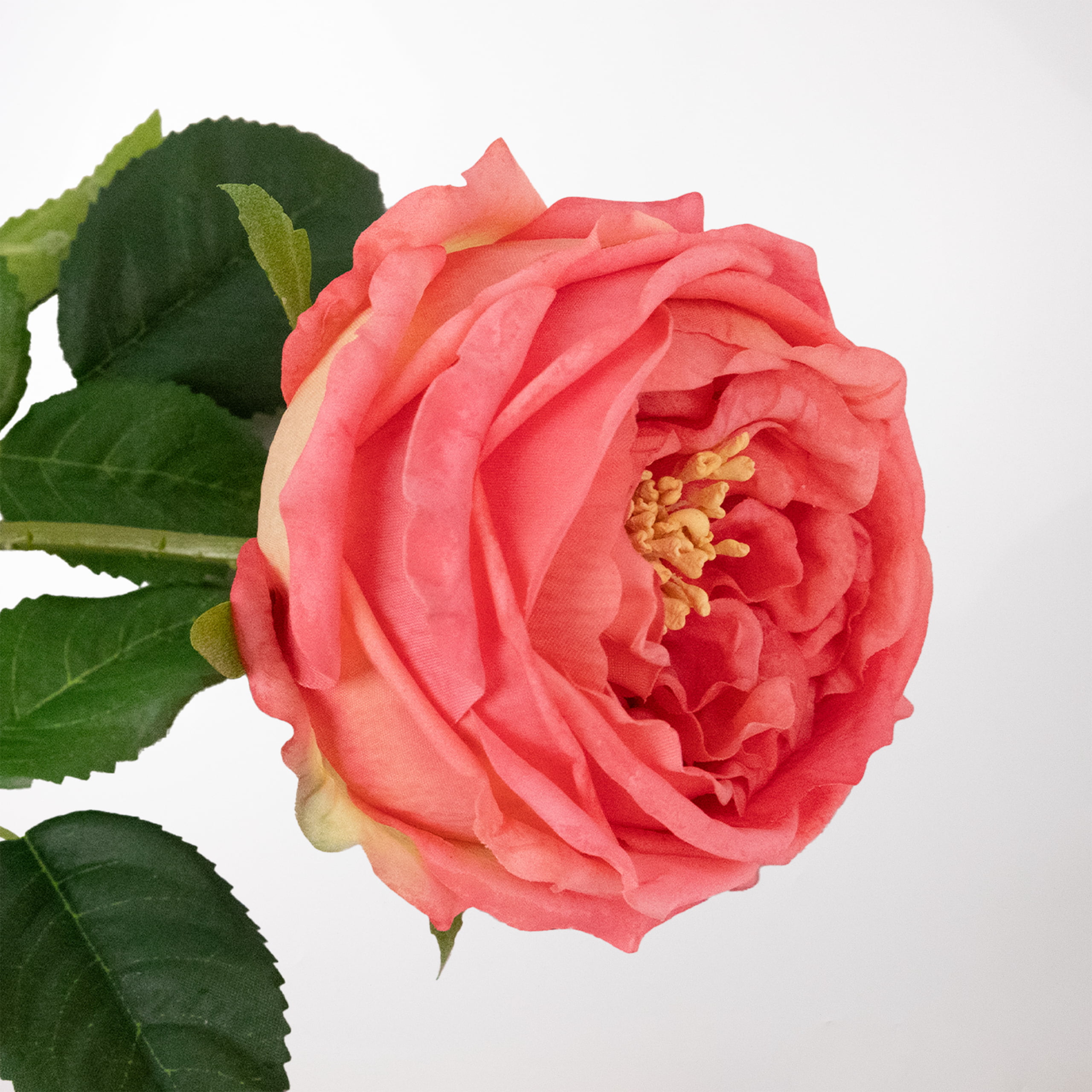 60cm Real-Touch Austin Rose Stem