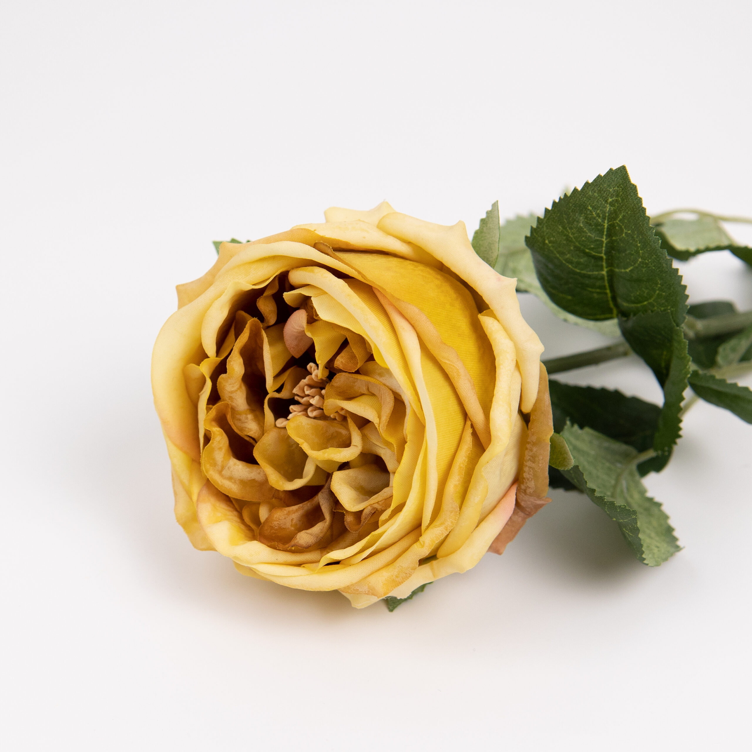 60cm Real-Touch Austin Rose Stem