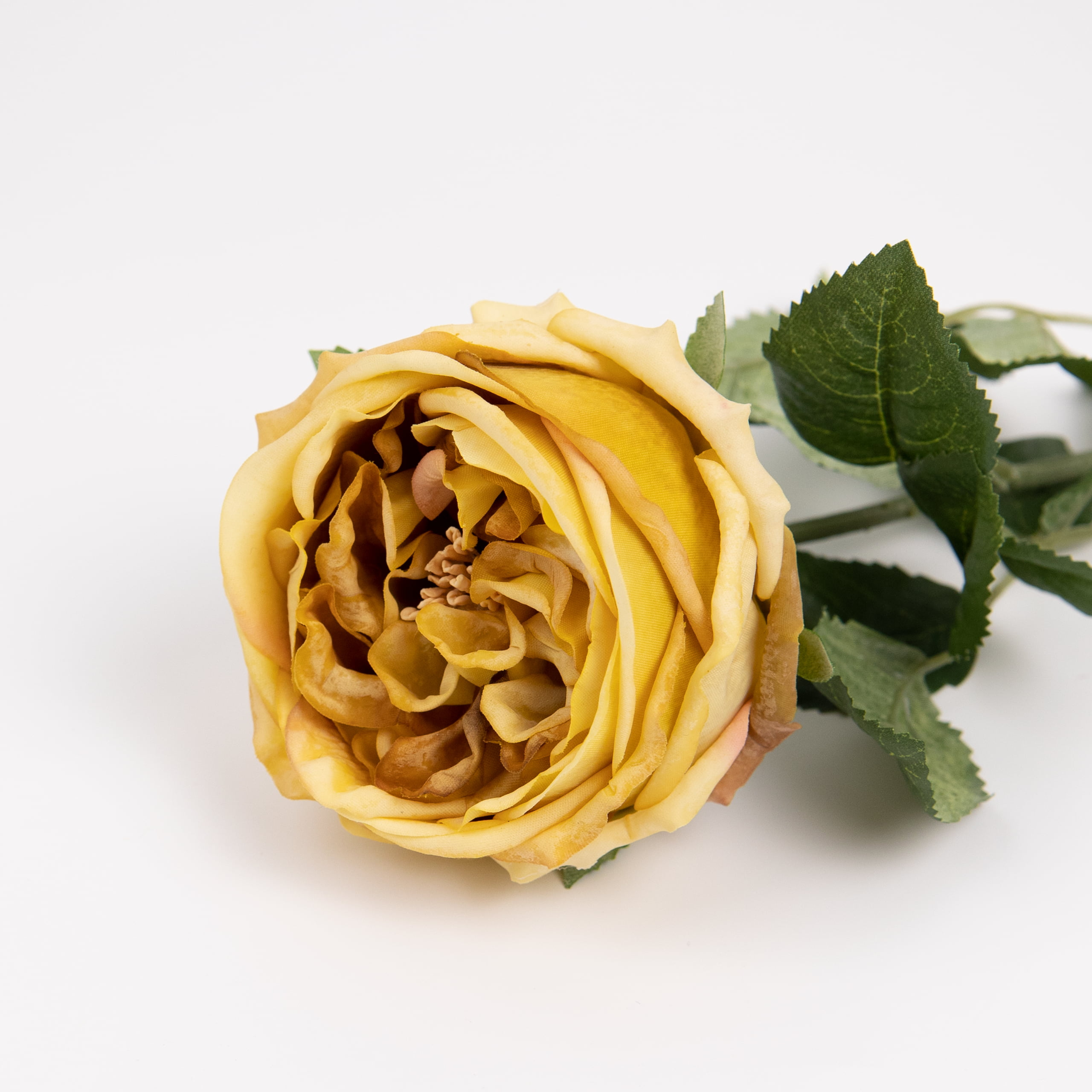 60cm Real-Touch Austin Rose Stem