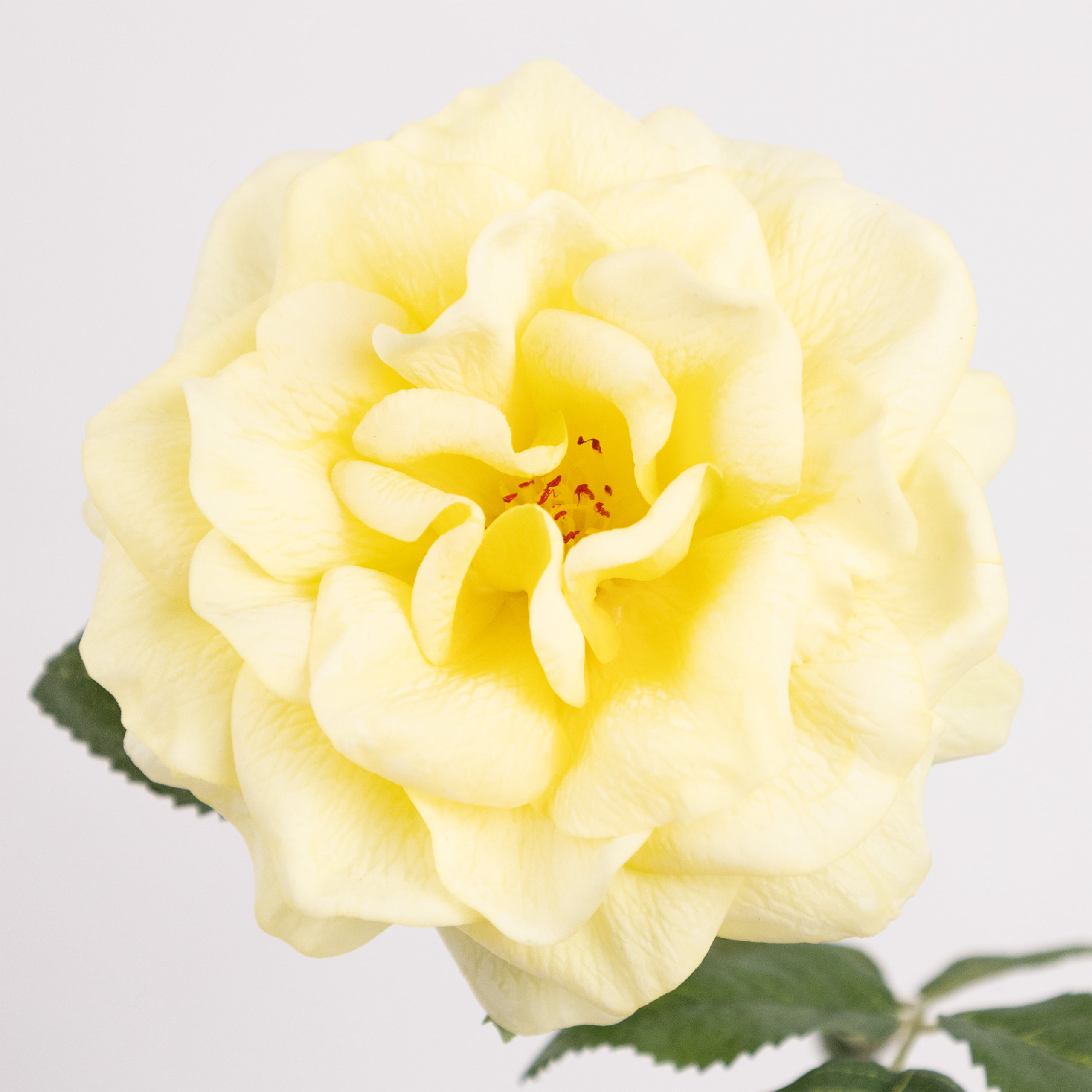 58cm Real-Touch Jasmine Rose Stem