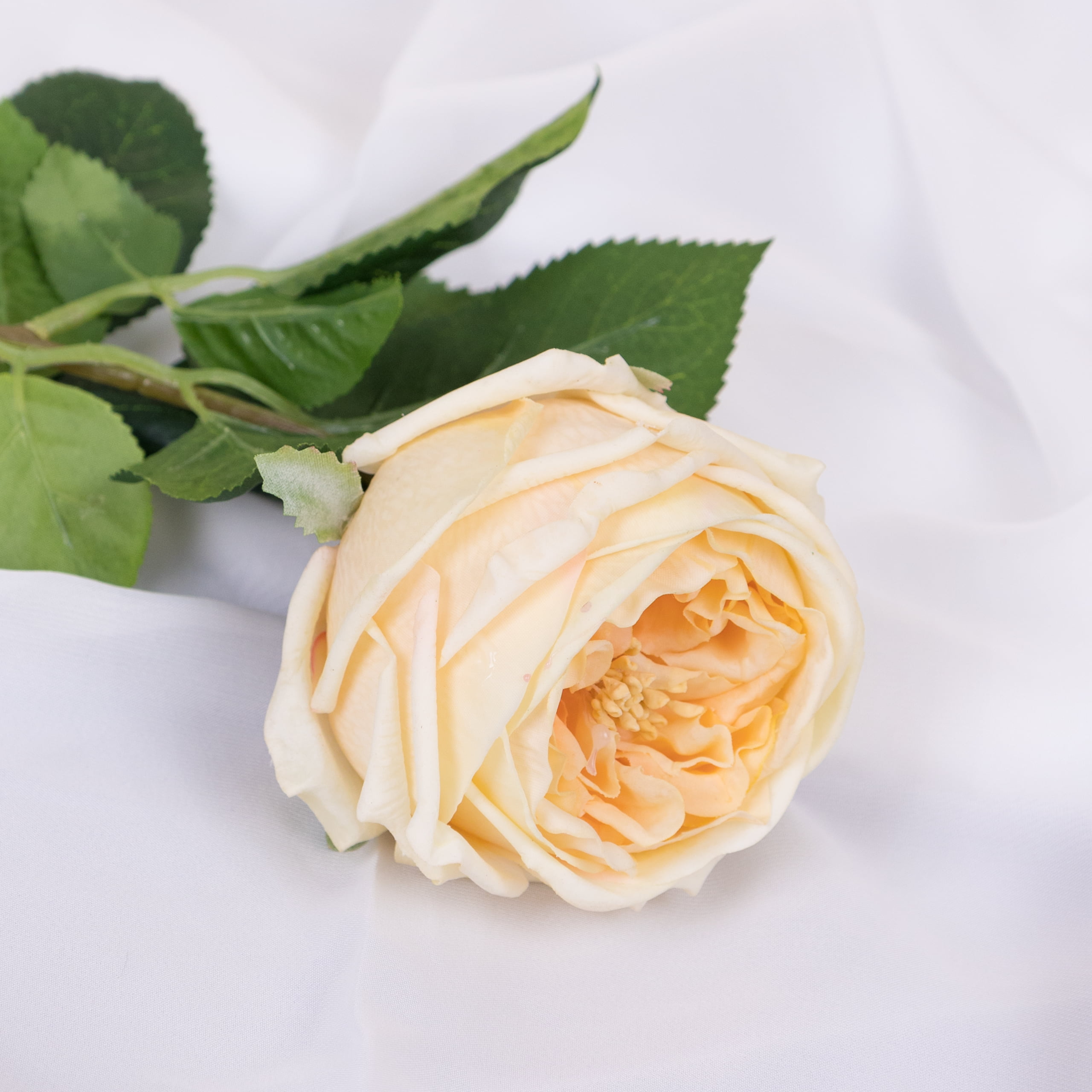 60cm Real-Touch Austin Rose Stem