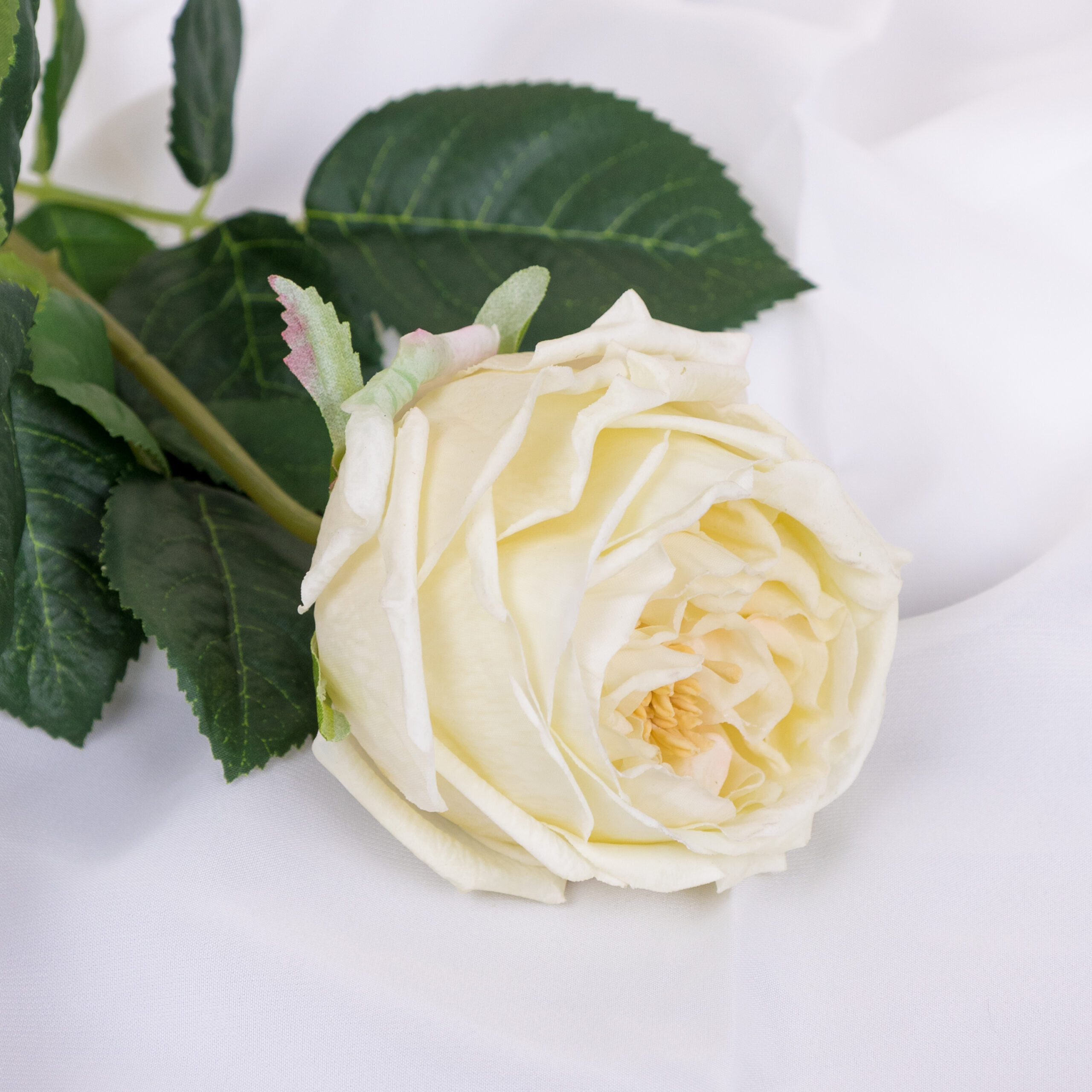 61cm Real-Touch Austin Rose