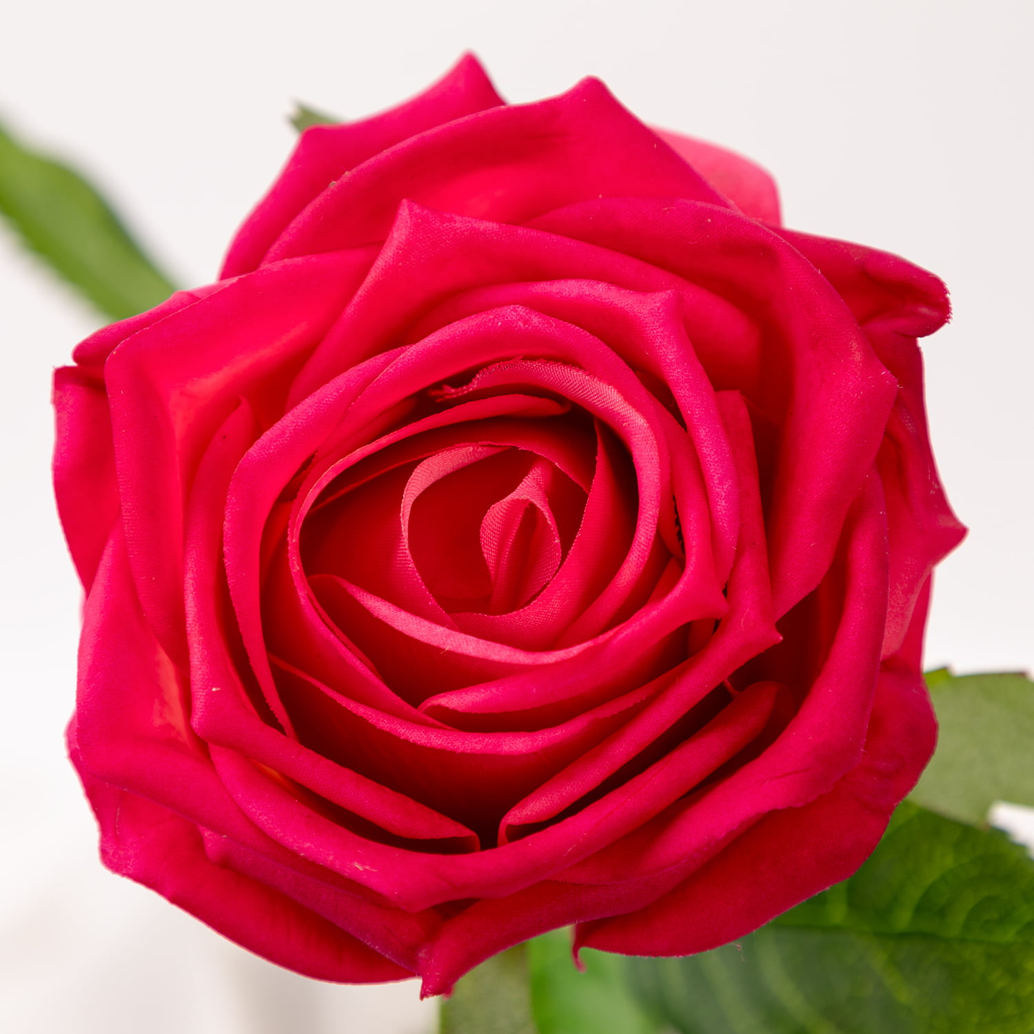 43cm Real-Touch Barbara Rose Stem
