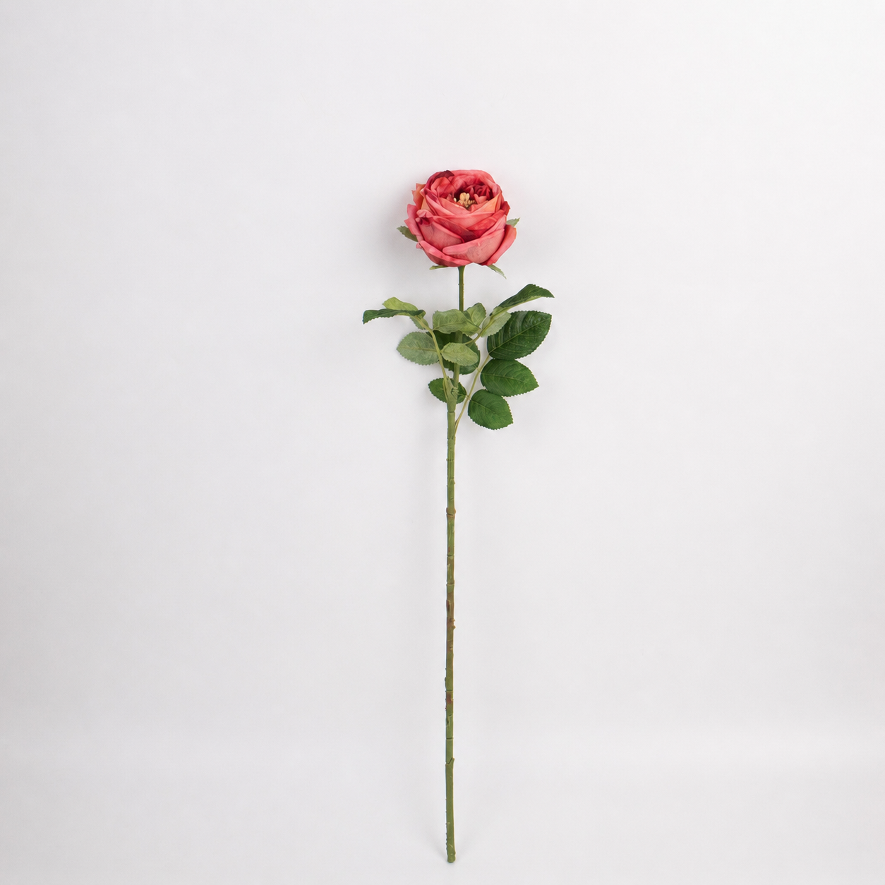 60cm Real-Touch Austin Rose Stem