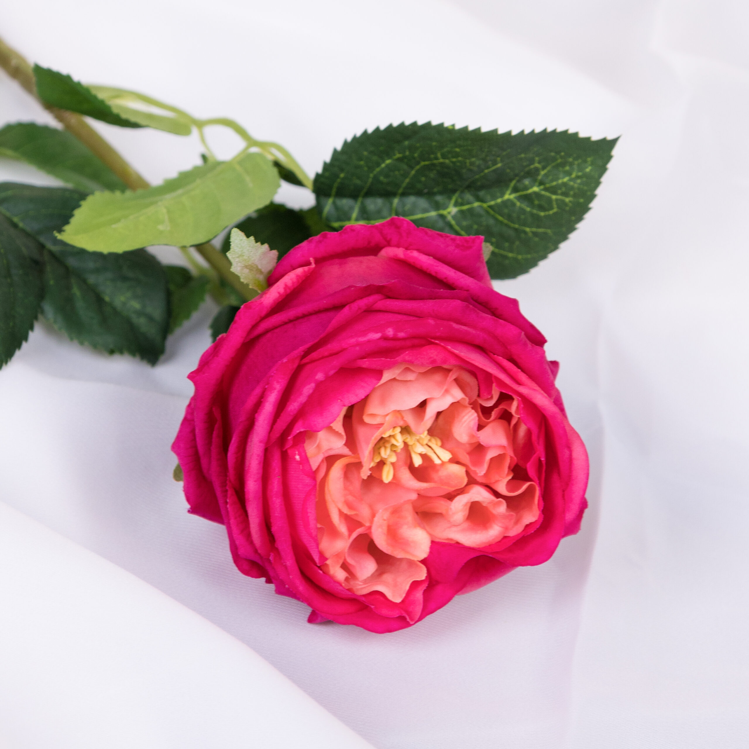 60cm Real-Touch Austin Rose Stem