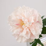 52cm Real-Touch Phoebe Peony Stem