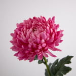 74cm Real-Touch Chrysanthemum Stem