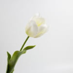 70cm Real-Touch Tulip Stem