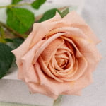 60cm Real-Touch Darlene Rose Stem