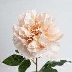 60cm Real-Touch Phoebe Peony Stem
