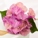 36cm Real-Touch 3D mini 20 Heads Hydrangea Stem