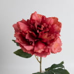 60cm Real-Touch Phoebe Peony Stem