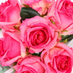28cm Real-Touch 7 Heads Sofia Rose Bundle