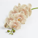 98cm Real-Touch Phalaenopsis Stem