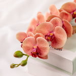 76cm Real-Touch Phalaenopsis Stem