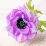 40cm Real-Touch Anemone Stem