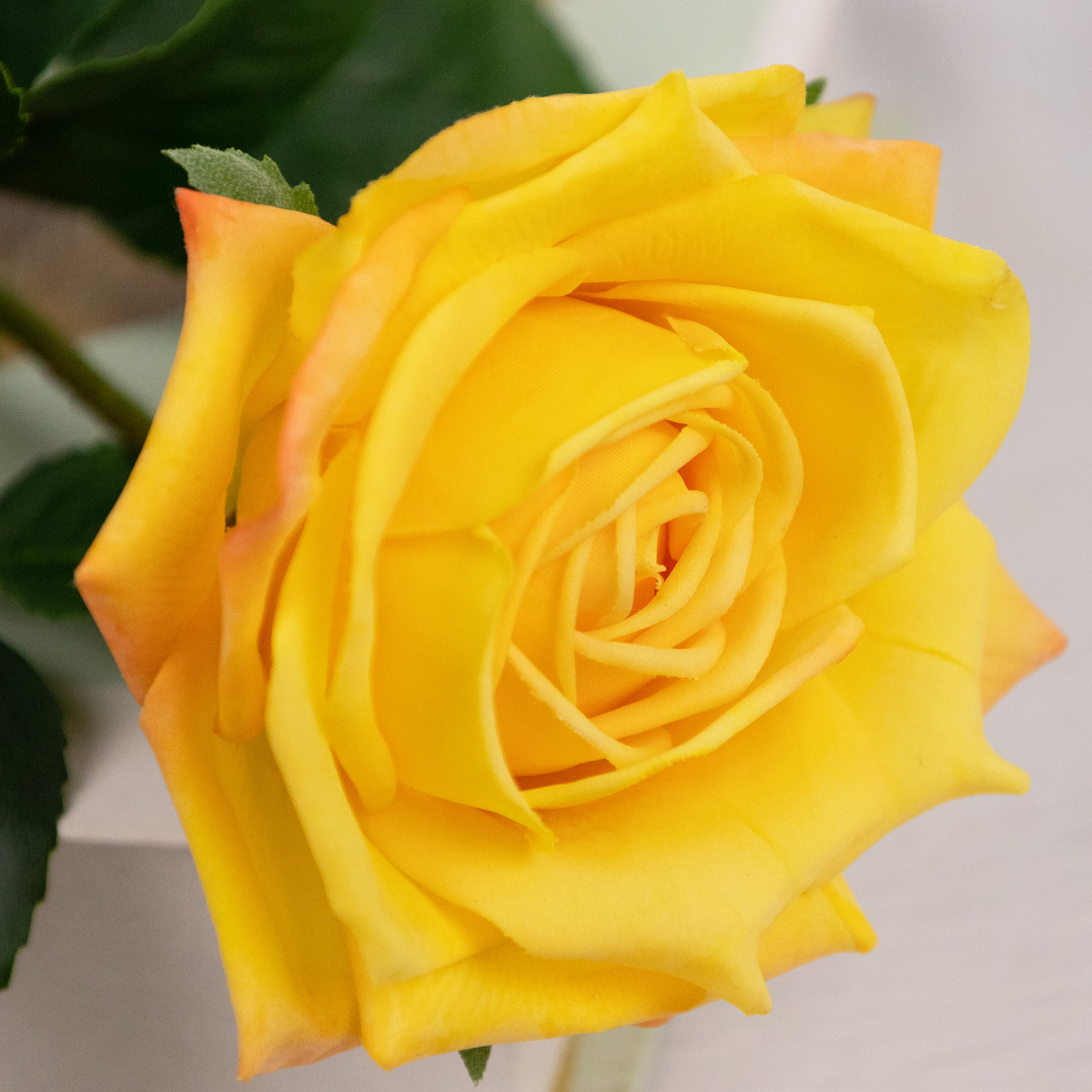 60cm Real-Touch Darlene Rose Stem