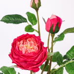71cm Real-Touch 3 Heads Austin Rose Spray