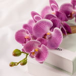 76cm Real-Touch Phalaenopsis Stem