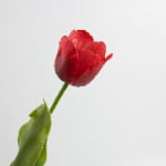 70cm Real-Touch Tulip Stem