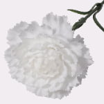 48cm Real-Touch Carnation Stem