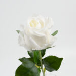 48cm Real-Touch Sofia Rose Stem