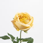 60cm Real-Touch Sarah Rose Stem