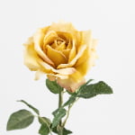 60cm Real-Touch Princess Rose Stem