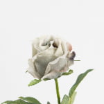 48cm Real-Touch Sofia Rose Stem