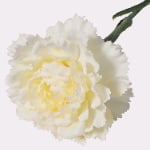 48cm Real-Touch Carnation Stem