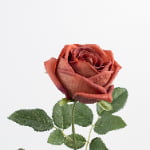 60cm Real-Touch Sarah Rose Stem