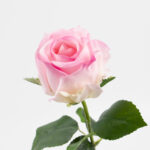 48cm Real-Touch Sofia Rose Stem
