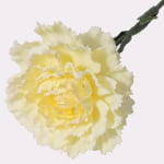 48cm Real-Touch Carnation Stem
