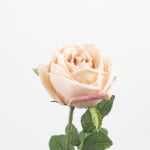 60cm Real-Touch Sarah Rose Stem