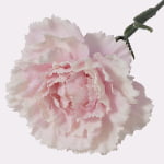 48cm Real-Touch Carnation Stem