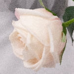 46cm Real-Touch Sarah Rose Stem