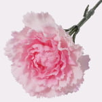 48cm Real-Touch Carnation Stem