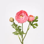 52cm Real-Touch 3 Heads Rachel Ranunculus Spray